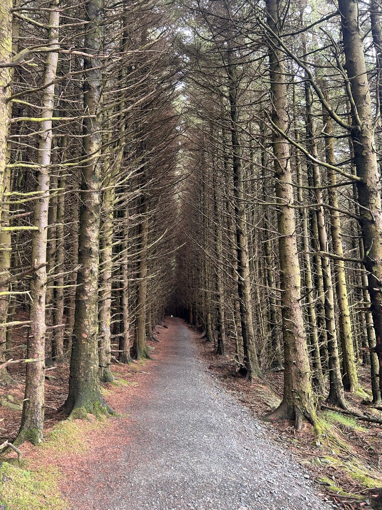 Straight path through the plantation