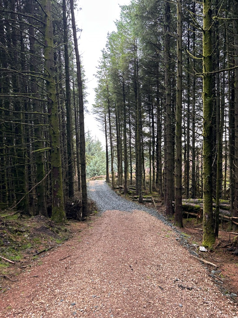 Forest track with new stone going down