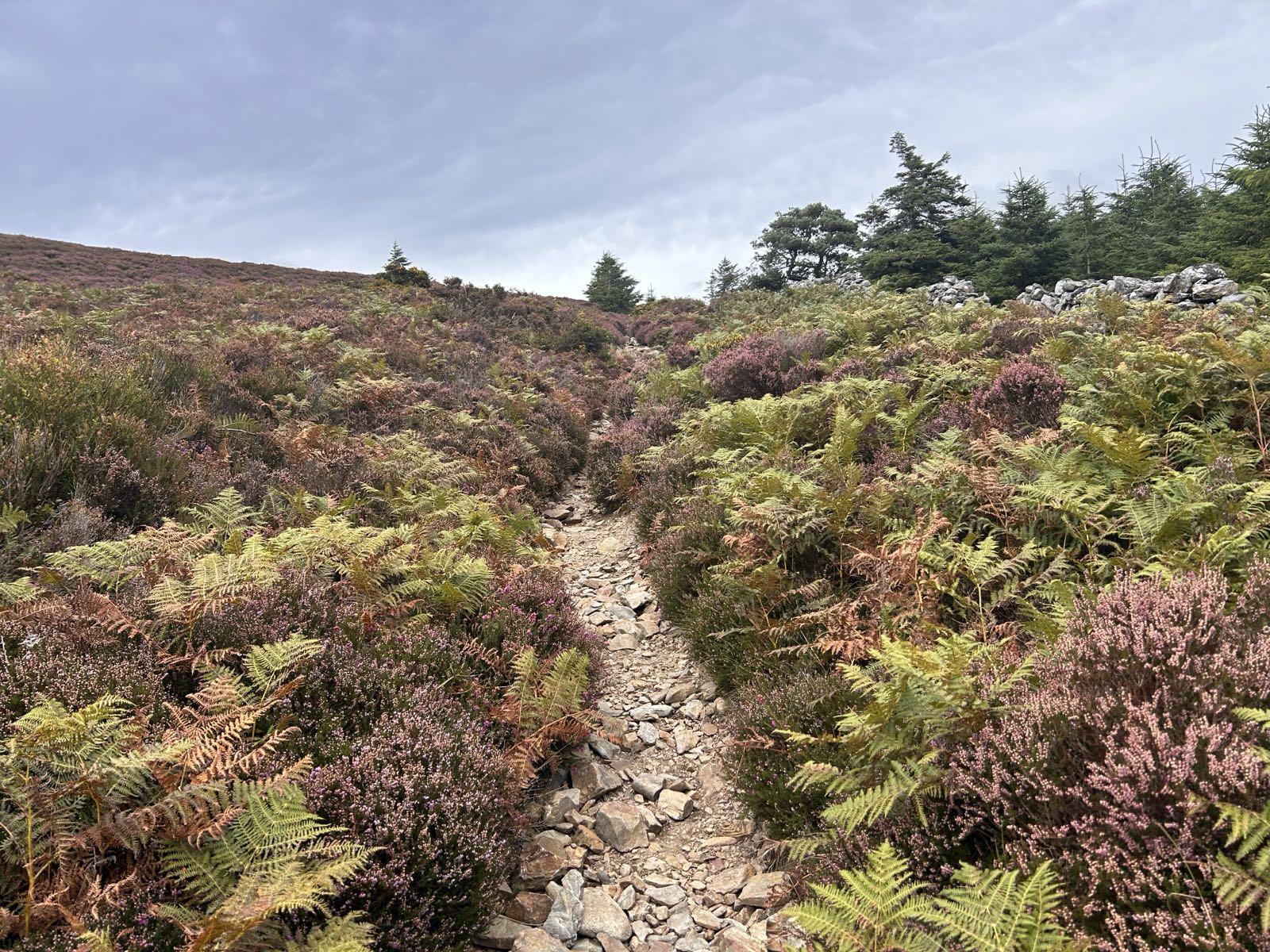 Rocky path through heather on Maulin